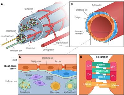 Functional and Structural Changes of the Blood-Nerve-Barrier in Diabetic Neuropathy